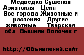 Медведка Сушеная Азиатская › Цена ­ 1 400 - Все города Животные и растения » Другие животные   . Тверская обл.,Вышний Волочек г.